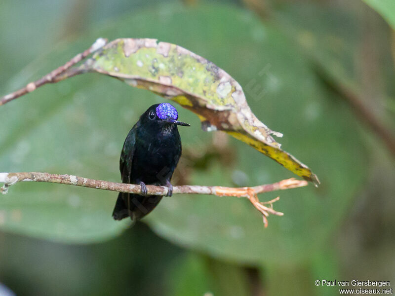 Blue-fronted Lancebill