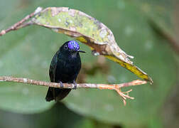 Blue-fronted Lancebill