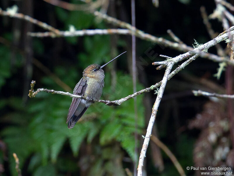 Green-fronted Lancebill