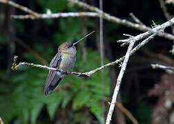 Green-fronted Lancebill