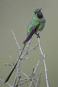 Green-tailed Trainbearer