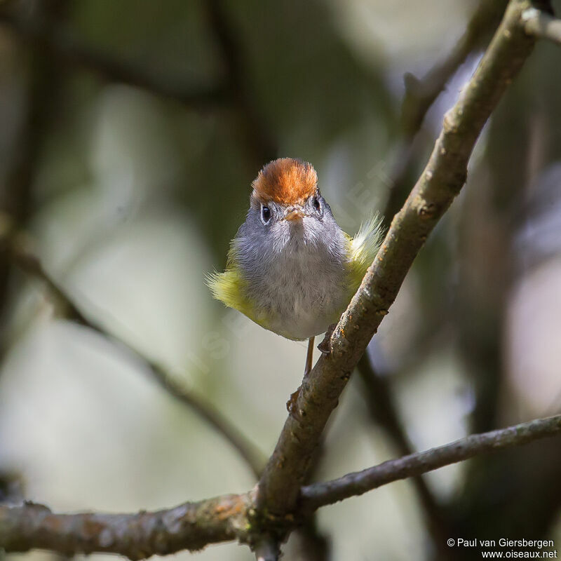 Chestnut-crowned Warbler