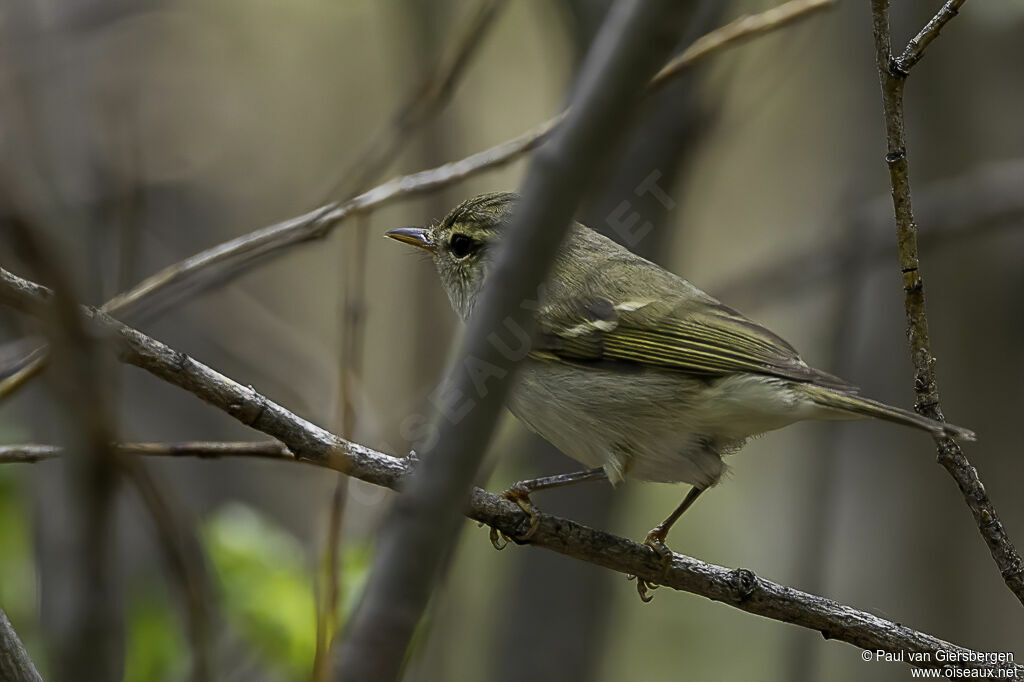 Two-barred Warbleradult