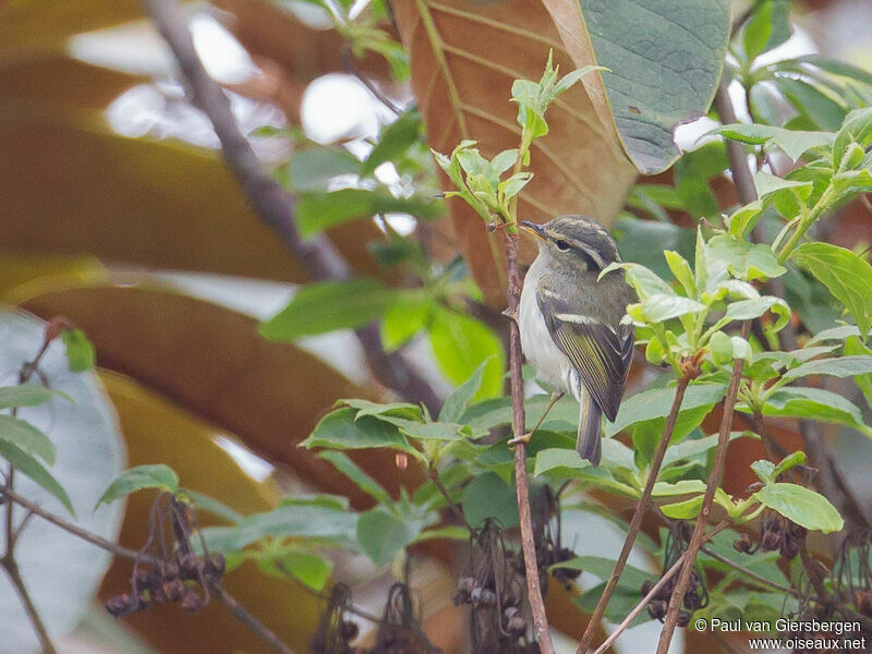 Lemon-rumped Warbler