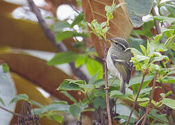 Lemon-rumped Warbler