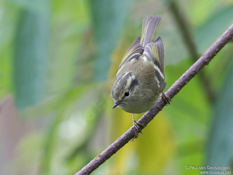 Lemon-rumped Warbleradult