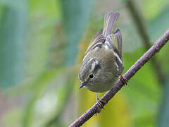 Lemon-rumped Warbler