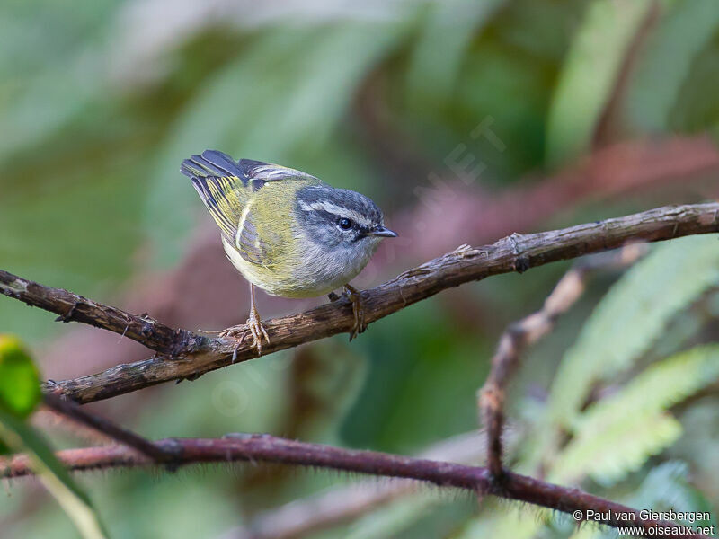 Ashy-throated Warbler