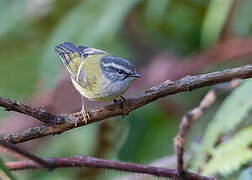 Ashy-throated Warbler