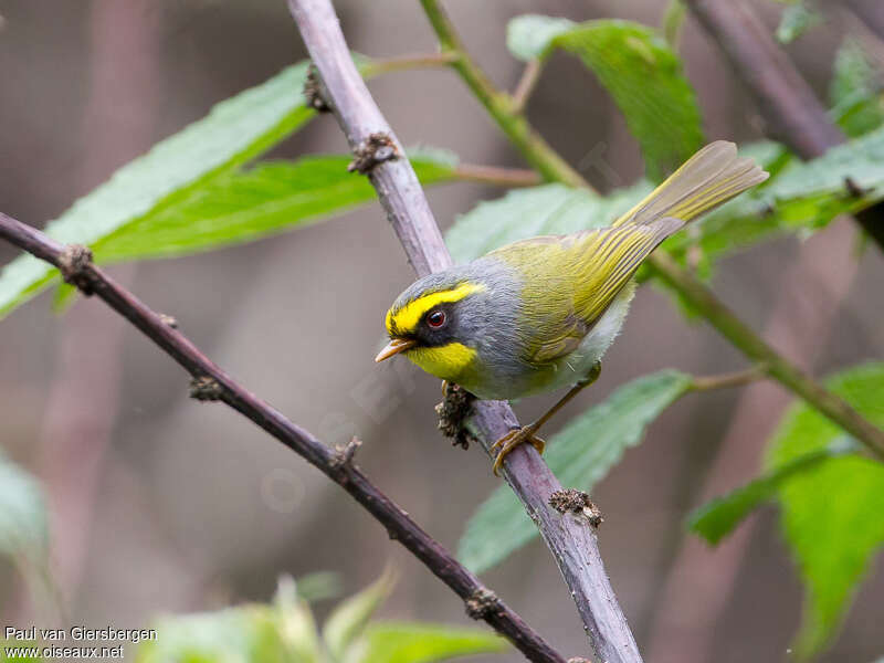 Black-faced Warbleradult breeding, identification