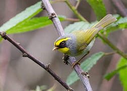 Black-faced Warbler