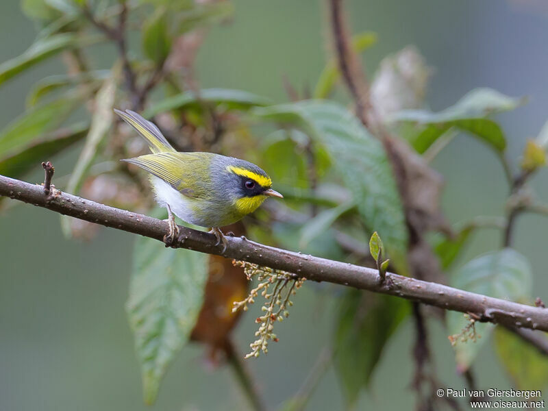 Black-faced Warbler