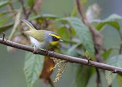 Black-faced Warbler