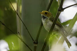Rufous-faced Warbler