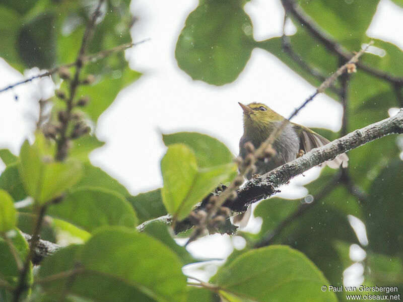 Yellow-throated Woodland Warbler