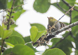 Yellow-throated Woodland Warbler