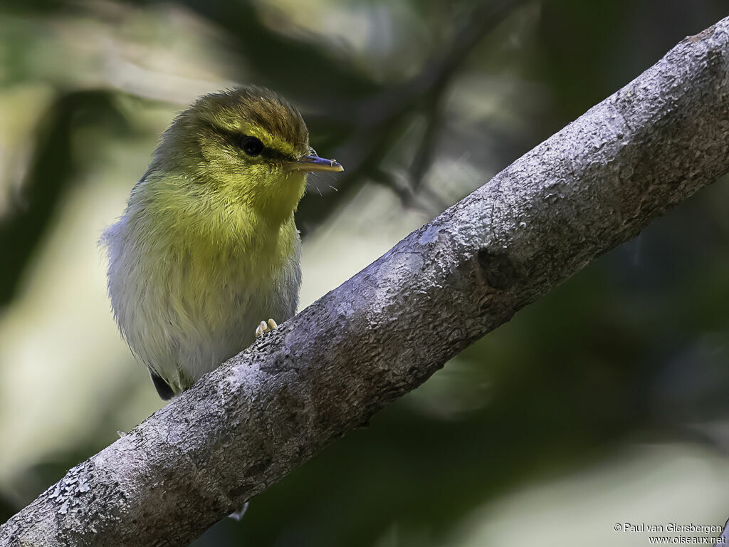 Yellow-throated Woodland Warbleradult