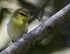 Yellow-throated Woodland Warbler