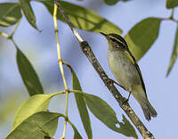 Pouillot à grands sourcils