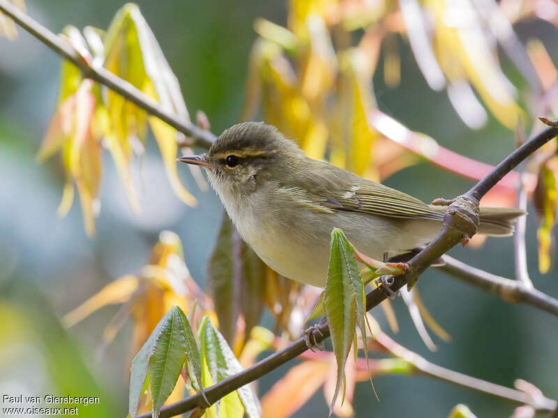 Large-billed Leaf Warbleradult, close-up portrait