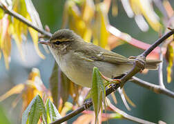 Large-billed Leaf Warbler