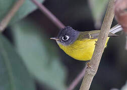 Grey-cheeked Warbler