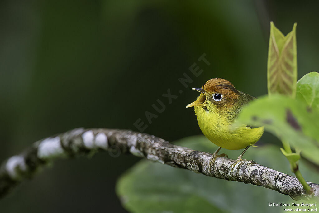 Yellow-breasted Warbleradult