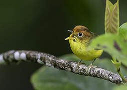 Yellow-breasted Warbler