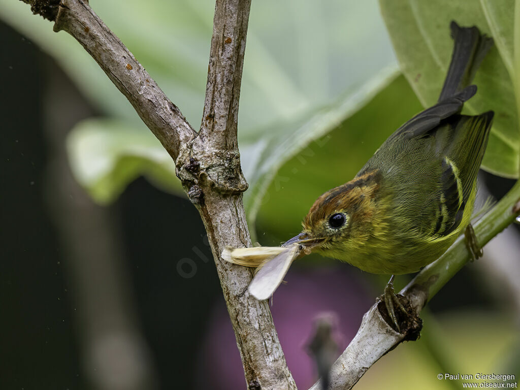 Yellow-breasted Warbleradult