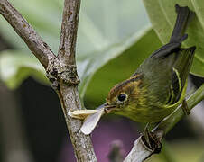 Yellow-breasted Warbler