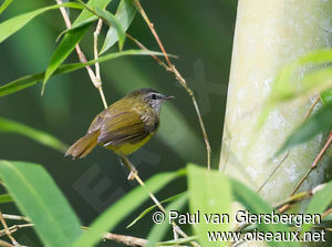 Yellow-bellied Warbler