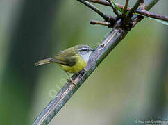 Yellow-bellied Warbler