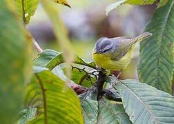 Grey-hooded Warbler