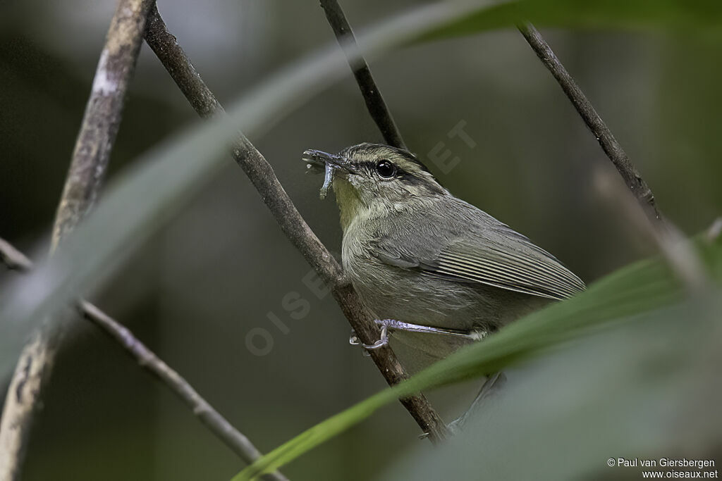 Mountain Leaf Warbleradult