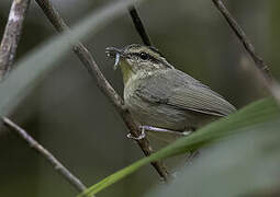 Mountain Leaf Warbler