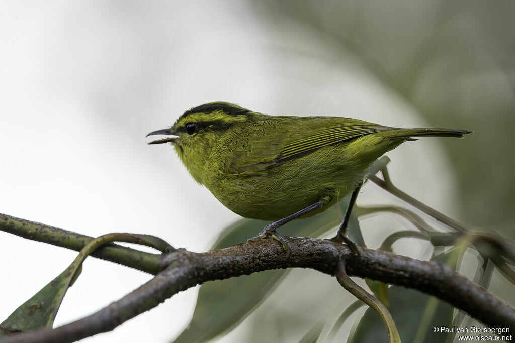 Mountain Leaf Warbleradult