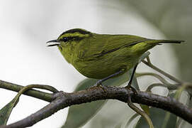 Mountain Leaf Warbler