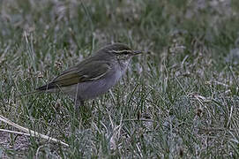 Arctic Warbler