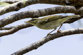 Arctic Warbler