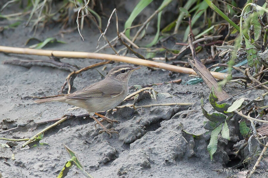 Dusky Warbleradult