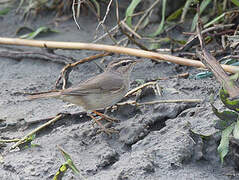 Dusky Warbler