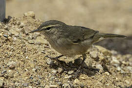 Dusky Warbler