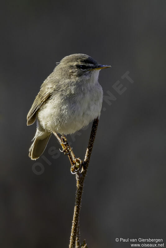 Dusky Warbleradult