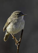 Dusky Warbler