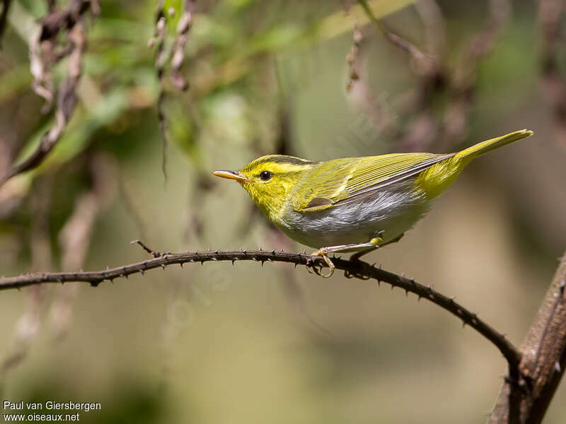 Pouillot chanteuradulte, identification