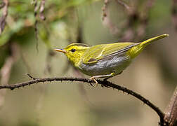 Yellow-vented Warbler