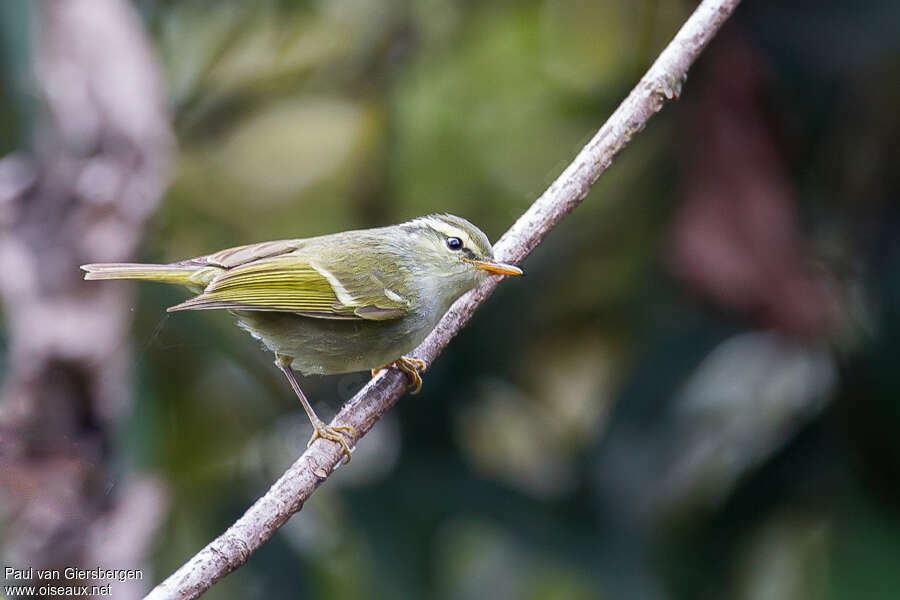 Pouillot couronnéadulte, identification