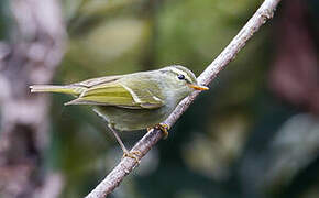 Western Crowned Warbler