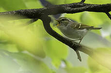 Pouillot d'Olgivie-Grant