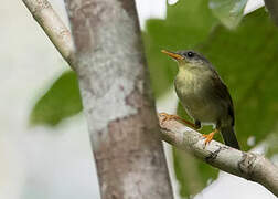 Biak Leaf Warbler